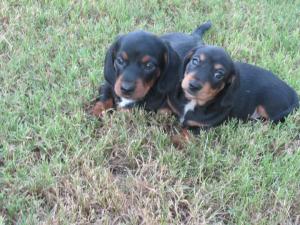 MiniatureDachshundPuppiesforSale